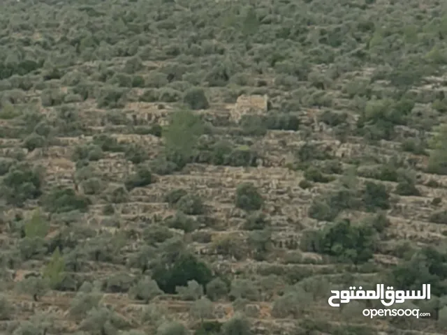 قطعة ارض حوض شعب سنان