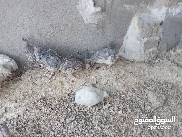 سمان للبيع بياضات
