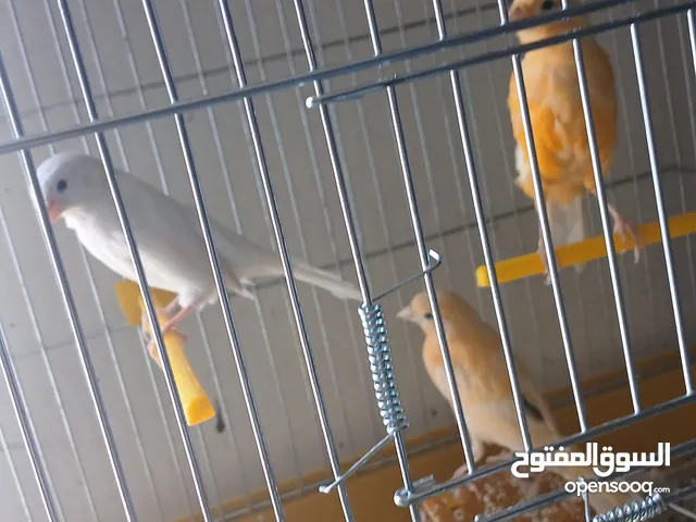 كنار 6 حبات مخاليف مع قفاصهم