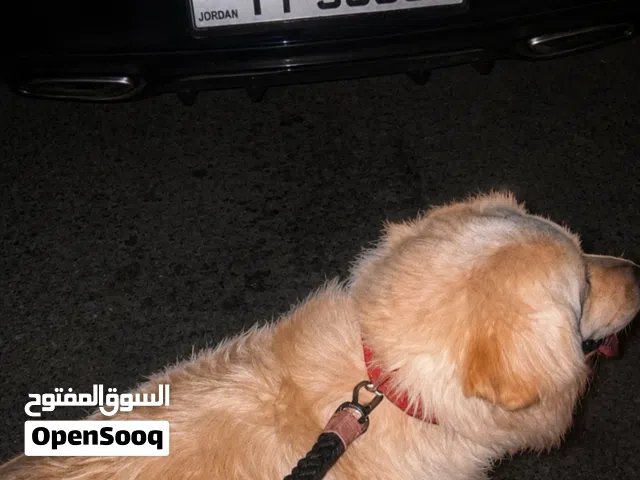 للبيع كلب جولدن ريتريفر أليف