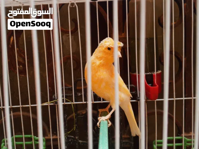 كناري للبيع  في الوصف طالع من اب كريست وانتايا موزاييك