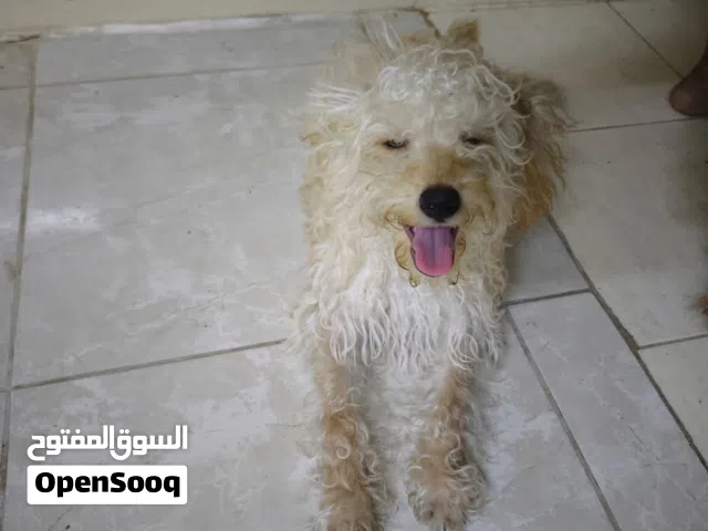 Yorkie puppies adoption