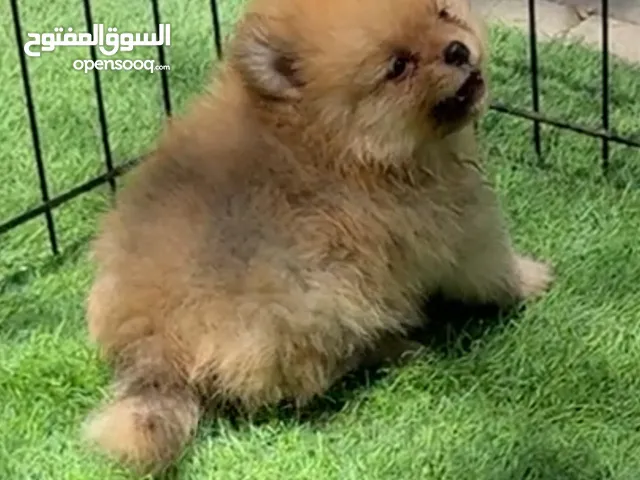 Pomeranian teacup male puppy
