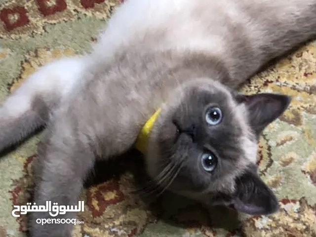 انثى سيامي بيور للبيع