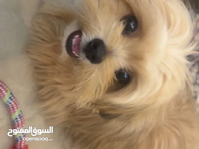 Baby dog age 9 months