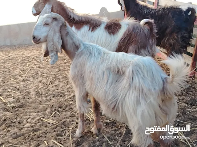 3معزات هجين قبرصي اغلاض ربي يبارك اعشار فيهم روز في 3شهور تقريباً ووحدة امبعدة سعر البيع مع بعض 5250