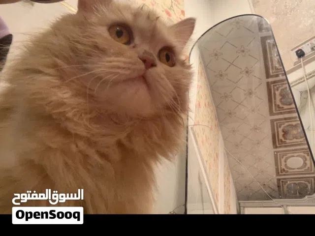 قطط قط برتش فقد في مدينه الزبير الي لاكي خل يجيبه  مع جزيل شكر