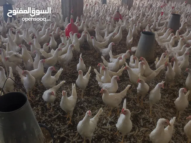 دجاج بياض فراخ للبيع