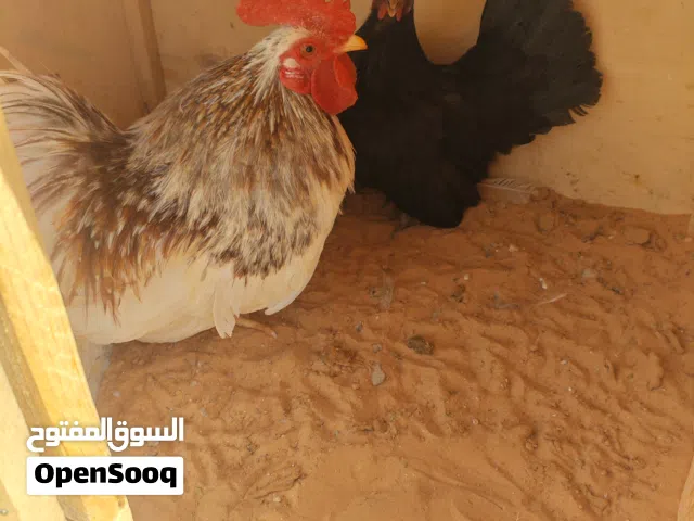 كوبية كيني لاقوة الا بالله