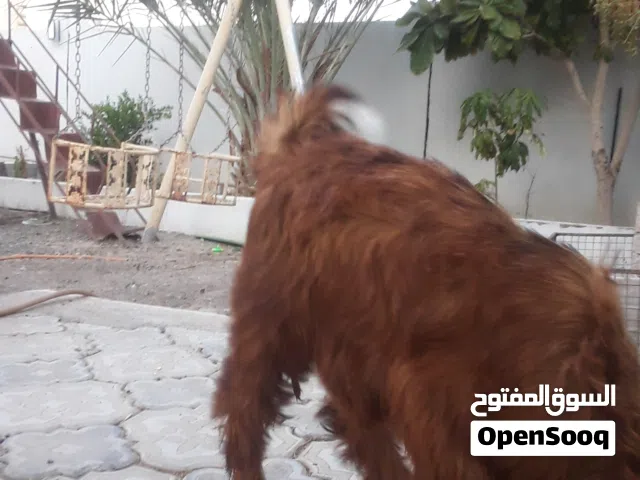 غنام عماني