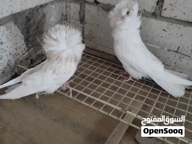 زوج فوطه مخاليف