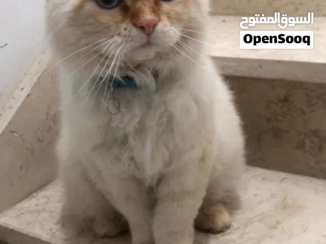 اعتناء بالحيوانات الاليفة