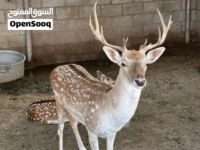 Deer 6piece per piece  6000