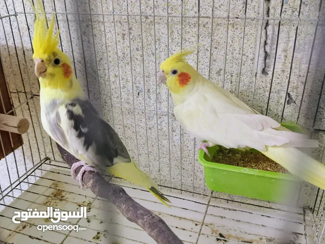 كوبيا كوكتيل حجم الله يبارك بادية تسخن 300 ريش من الاخير