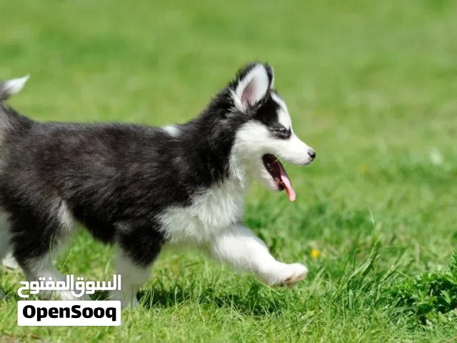 زوج اناث هاسكي