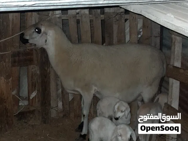 أغنام الدمان المغربية سلالة أمانة الزراعة النقية حضائر أبناء الواعر ..طرابلس .. جنزور....