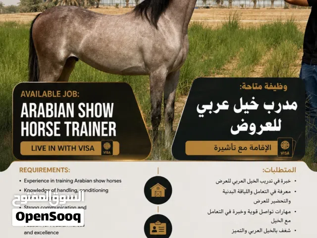 Show horse trainer wanted