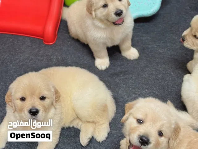 Golden Retriever Puppies