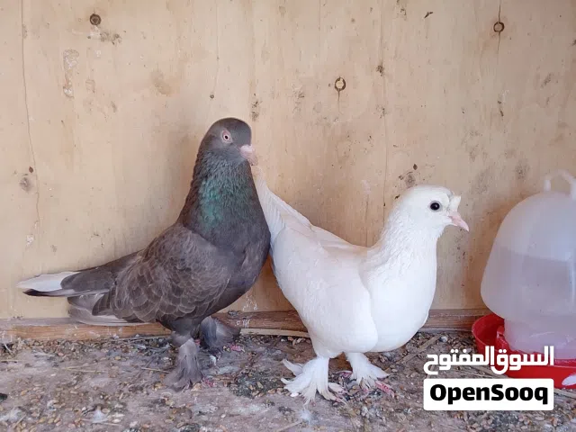 كوبيه تاكله للبيع ماشالله