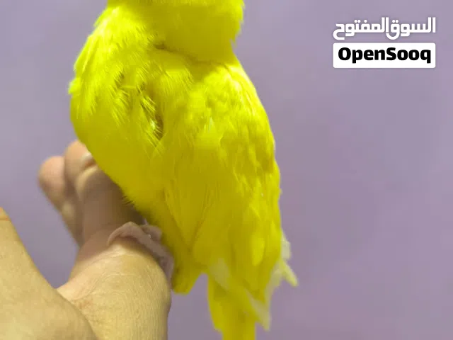 فرخ دره اصفر شوف الوصف مهم
