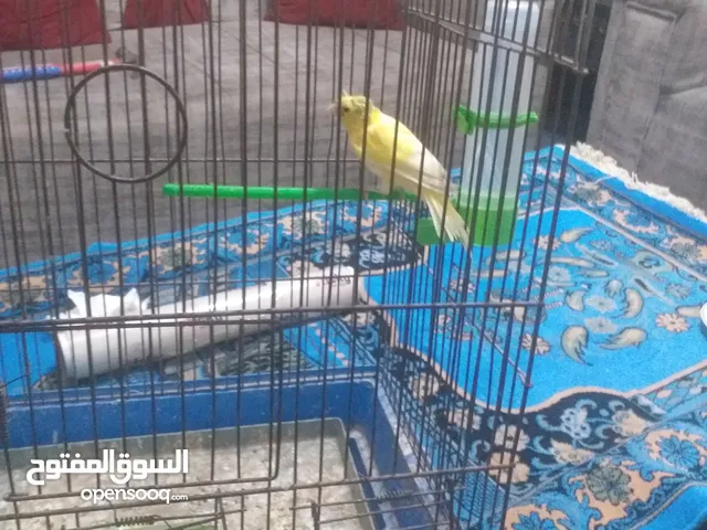 مشاء الله تبارك الرحمن وعصافير كنار بصاحه ونضافه