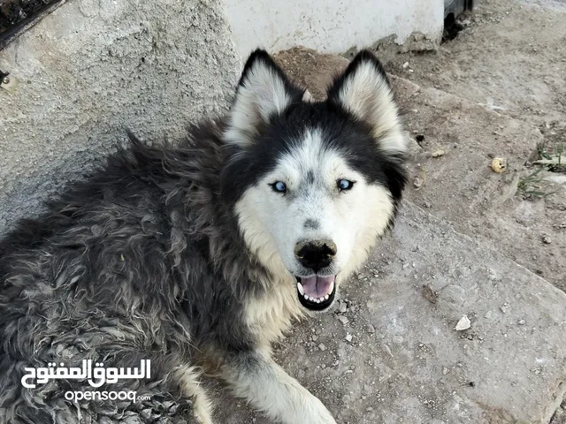 كلاب هاسكي للبيع
