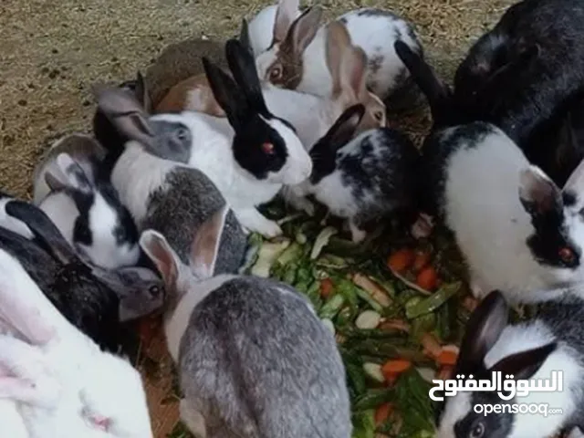 زوج ارانب للبيع الوصف مهم