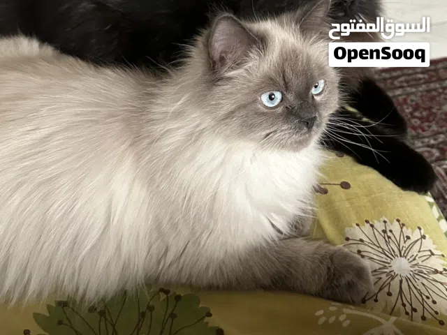 Himalayan Cat