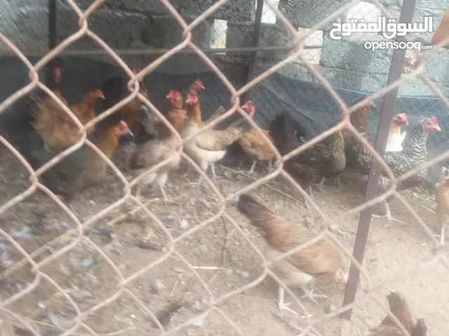دجاج عماني وتهجين فرنسي بياض