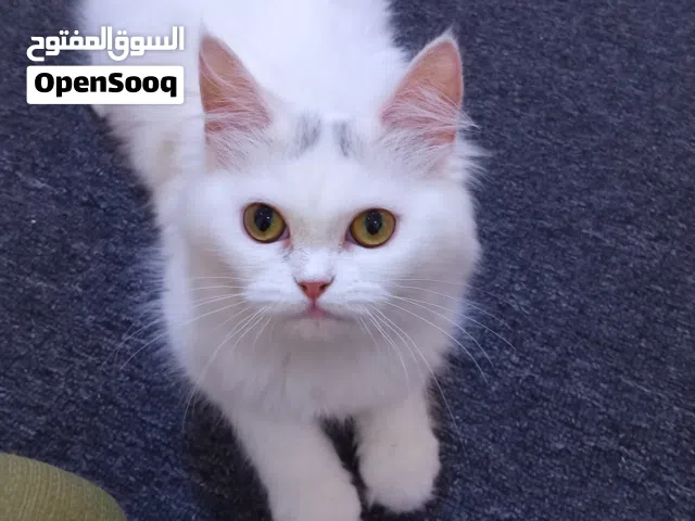 قطة انجورا تركي للتبني