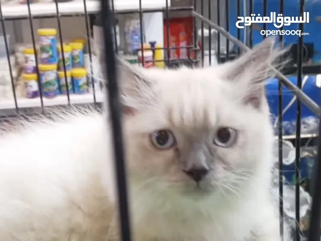 يتوفر قطط للتبني بشروط