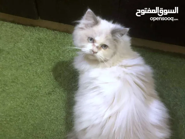ذكر وانثى شعر طويل لون ابيض 450 شيكل فقط