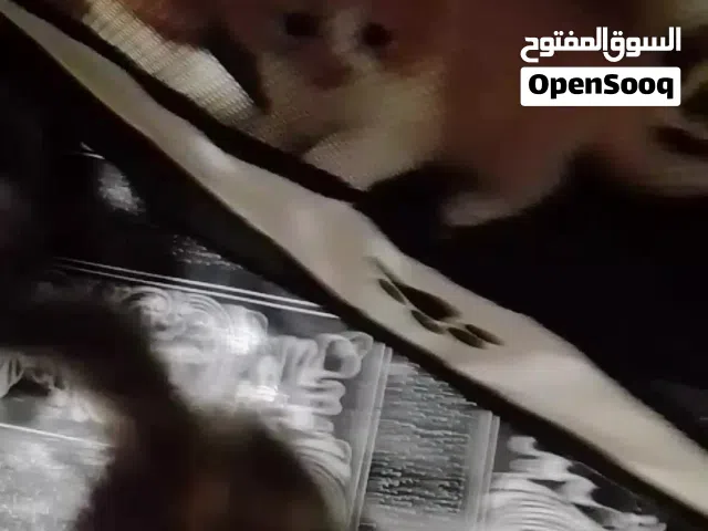 ,خمس قطط عمرها اسابيع التبني