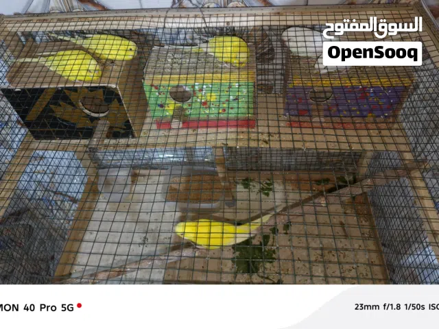 طيور حب عيون حمر للبيع 3 ازواج منتجات