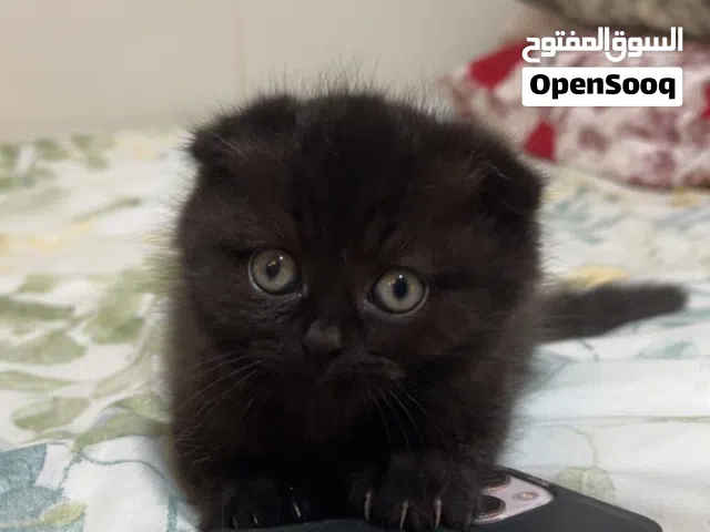 Sweet & Playful black cinnamon Scottish-British short hair Kitten Looking for a for a forever home