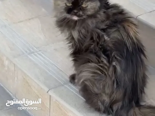 URGENT: Abandoned Female Cat Needs Immediate Adoption & Vet Care
