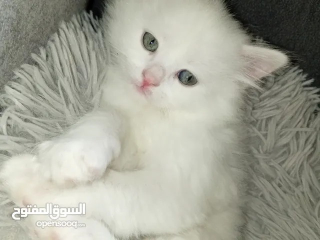 قطة شيرازي بيور للبيع بسعر نغرب