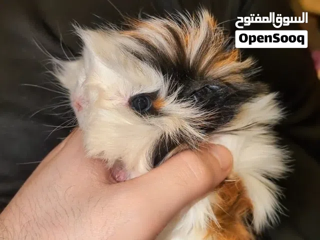 ارنب هندي ، ارانب هندية ، guinea pig.