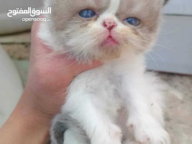 كيتن هملايا راغدول