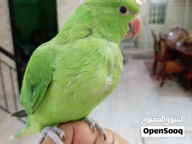 ببغاء دره هندي