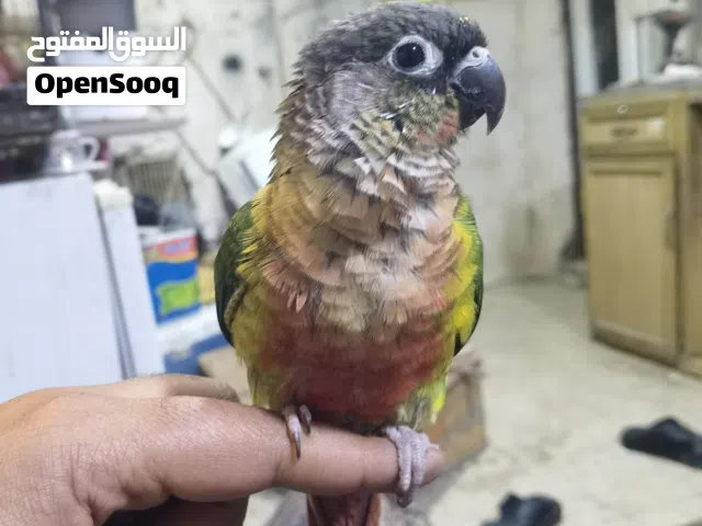 للبيع كنيور اليف