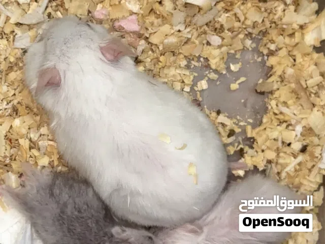 عائلة هامستر سوري