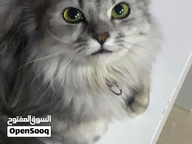 قطة شيرازية أنثى جميلة للبيع