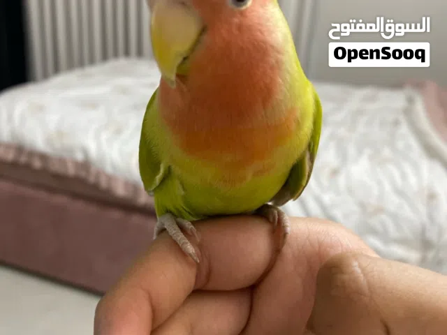 روز اليف العمر 3 شهور لون اخضر ريد فيس