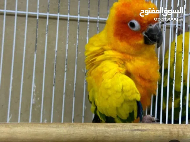 مطلوب انثى صن كنيور عندي ذكر منتج