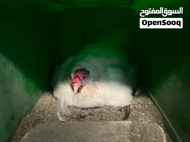 دجاجة عربية مال بيت گافة صالهة تلث ايام خشنة نضيفة جواهة14بيضة ب30