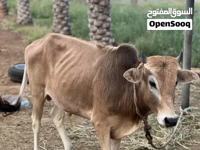 عجل عماني للبيع فرصه