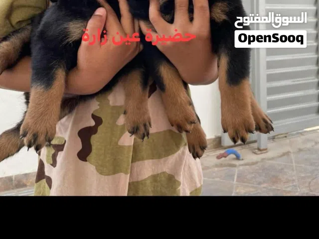 دكر و انتاية رود استراد تونس