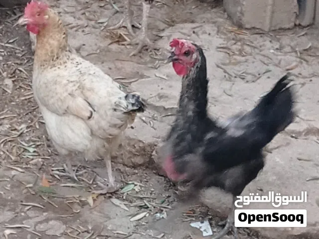 دجاج بلدي للبيع عدد 3 ثنتين بيج وحبه سودا