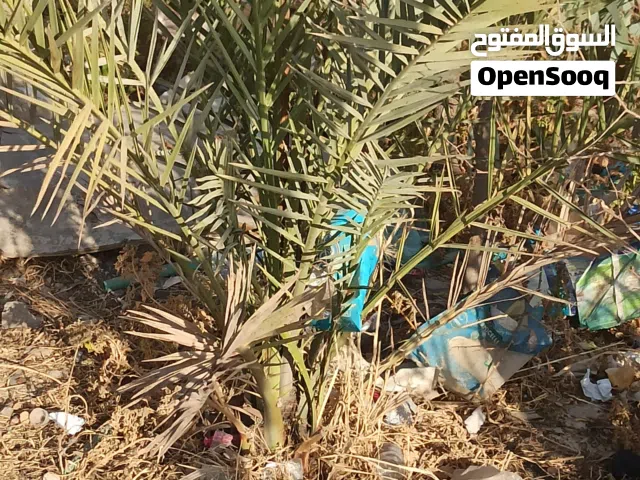فسأل نخل لعمر من سنه لى اربع سنوات بيع بسعر رمزي